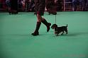 Crufts2011_2 593